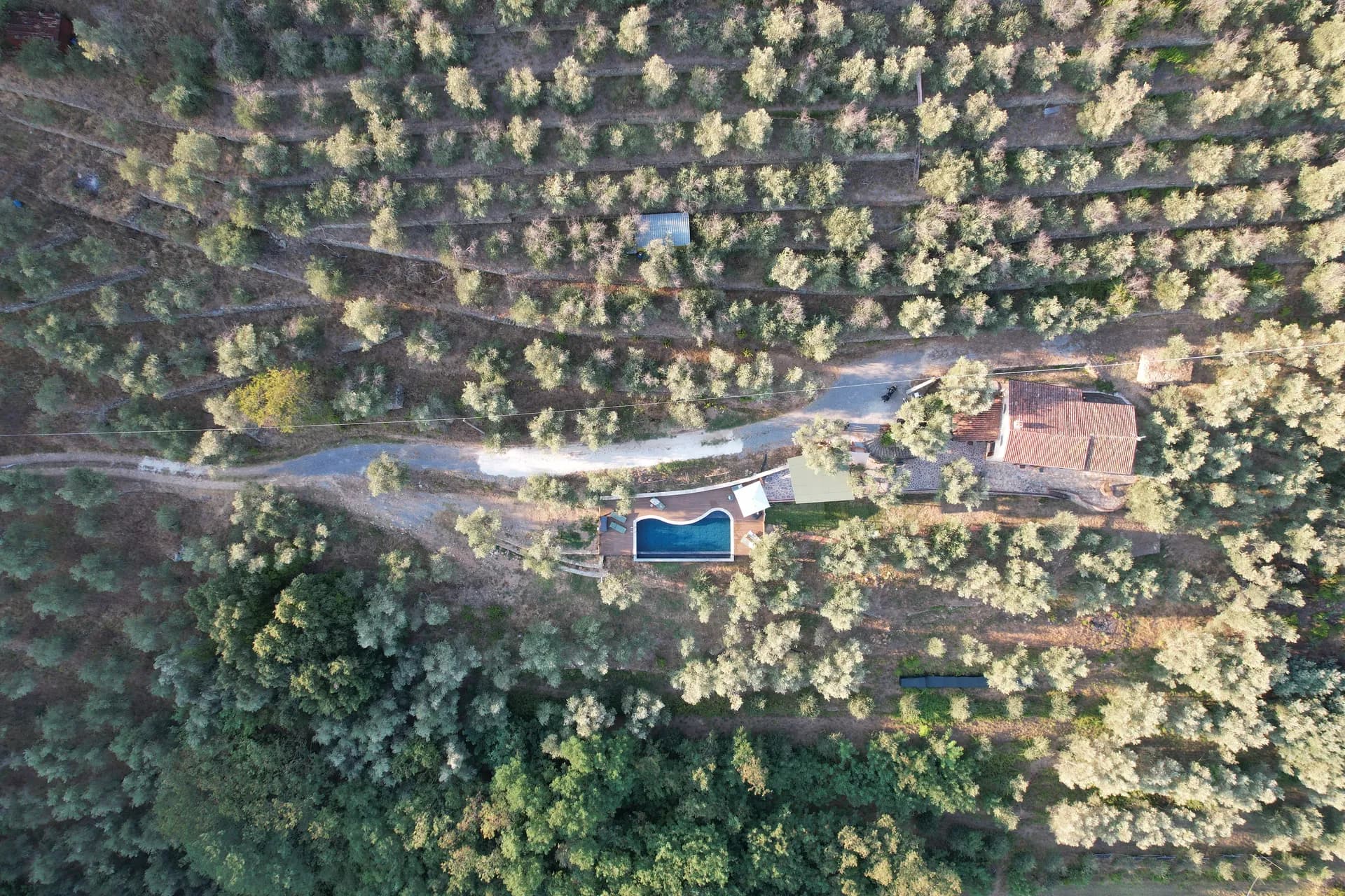 A hammock strung between olive trees at Casale Eleo