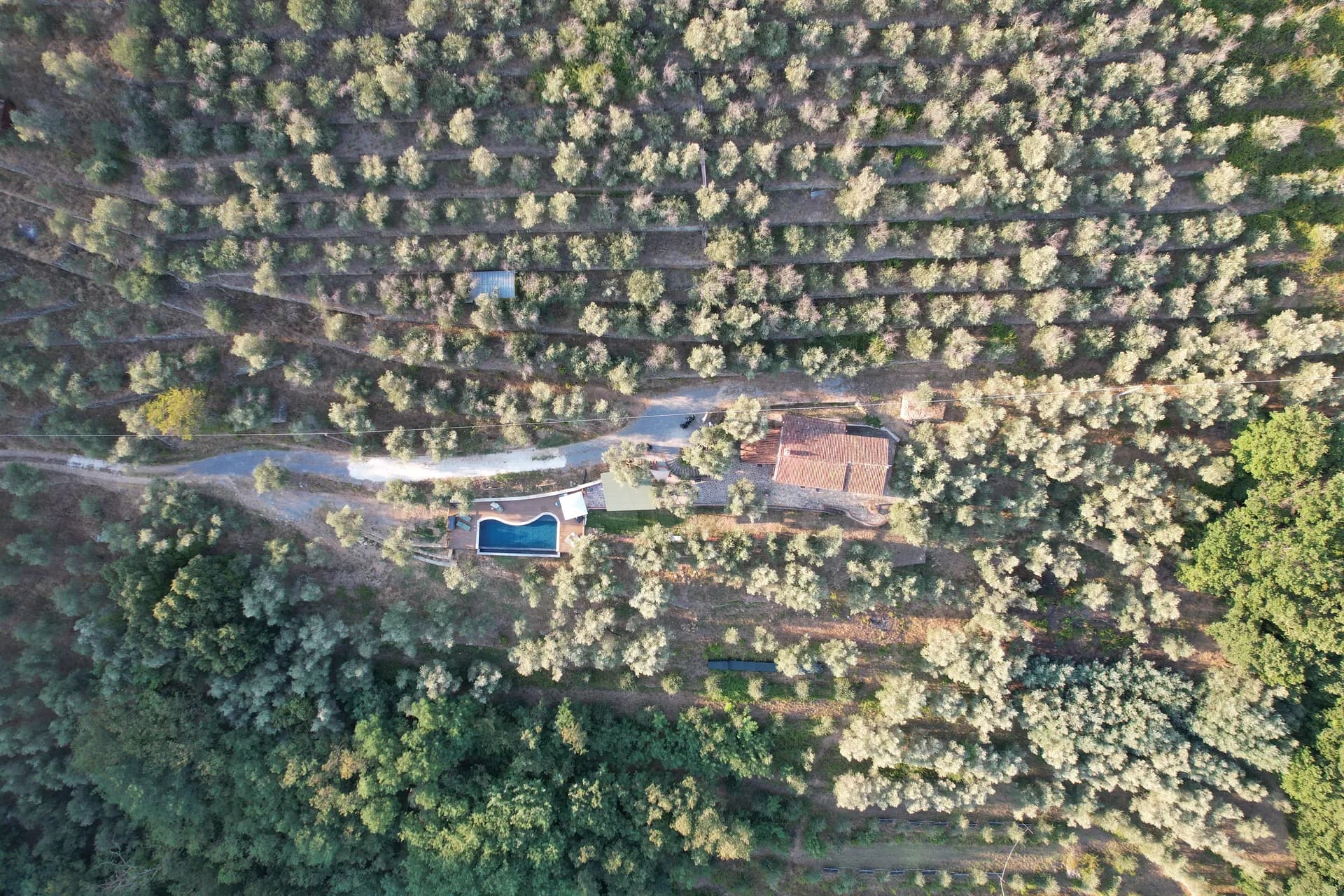 Loungers under the olive trees, looking over the Arno plain