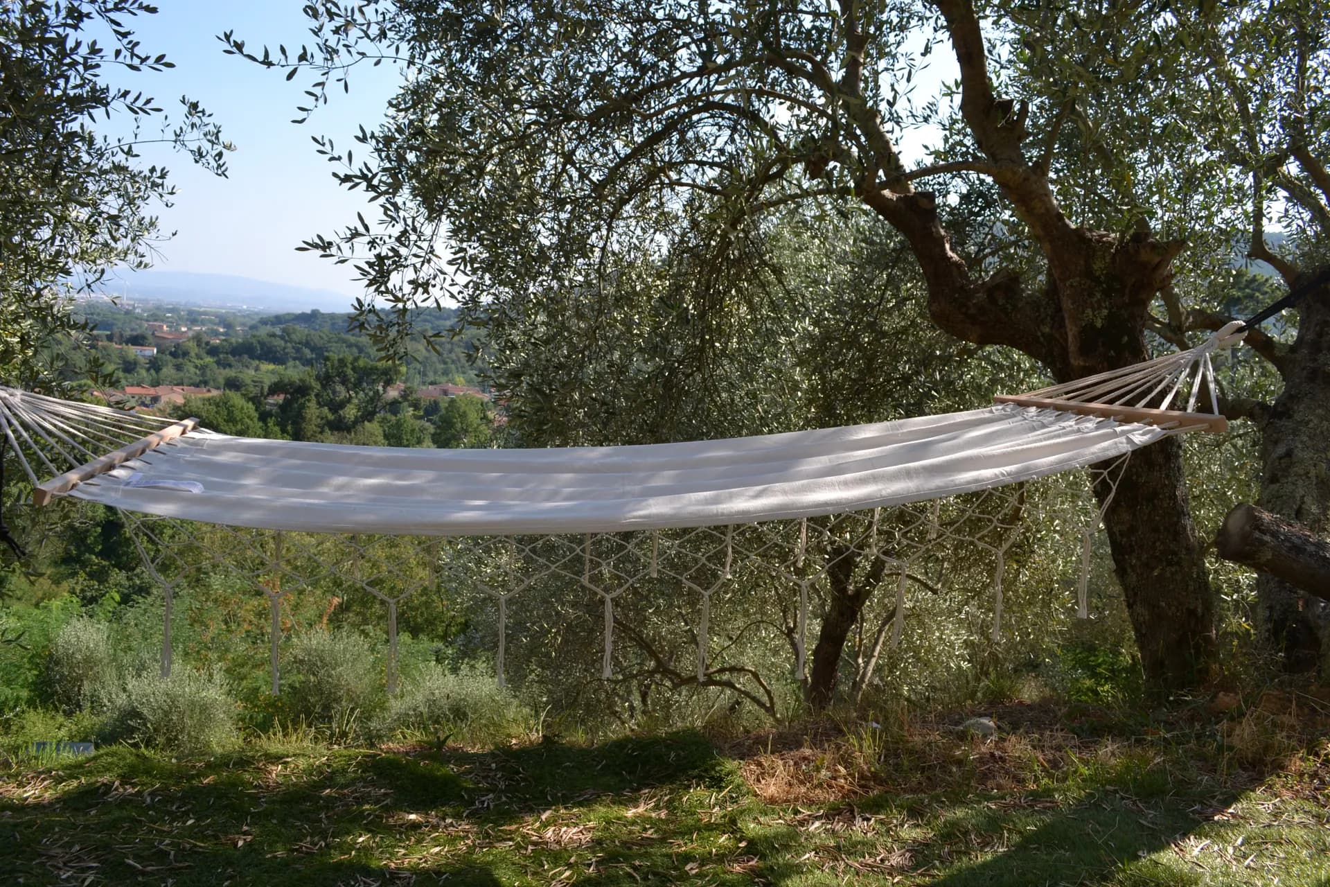 The terraced olive grove around Casale Eleo