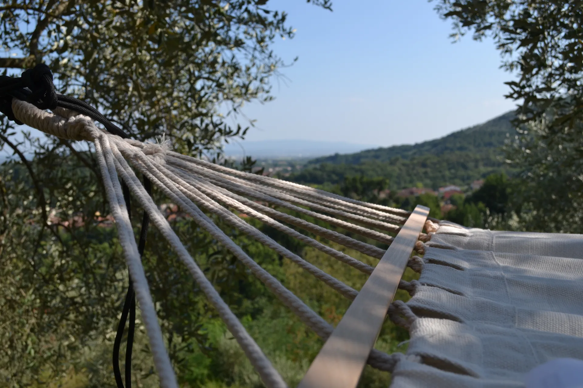 Loungers under the olive trees, looking over the Arno plain
