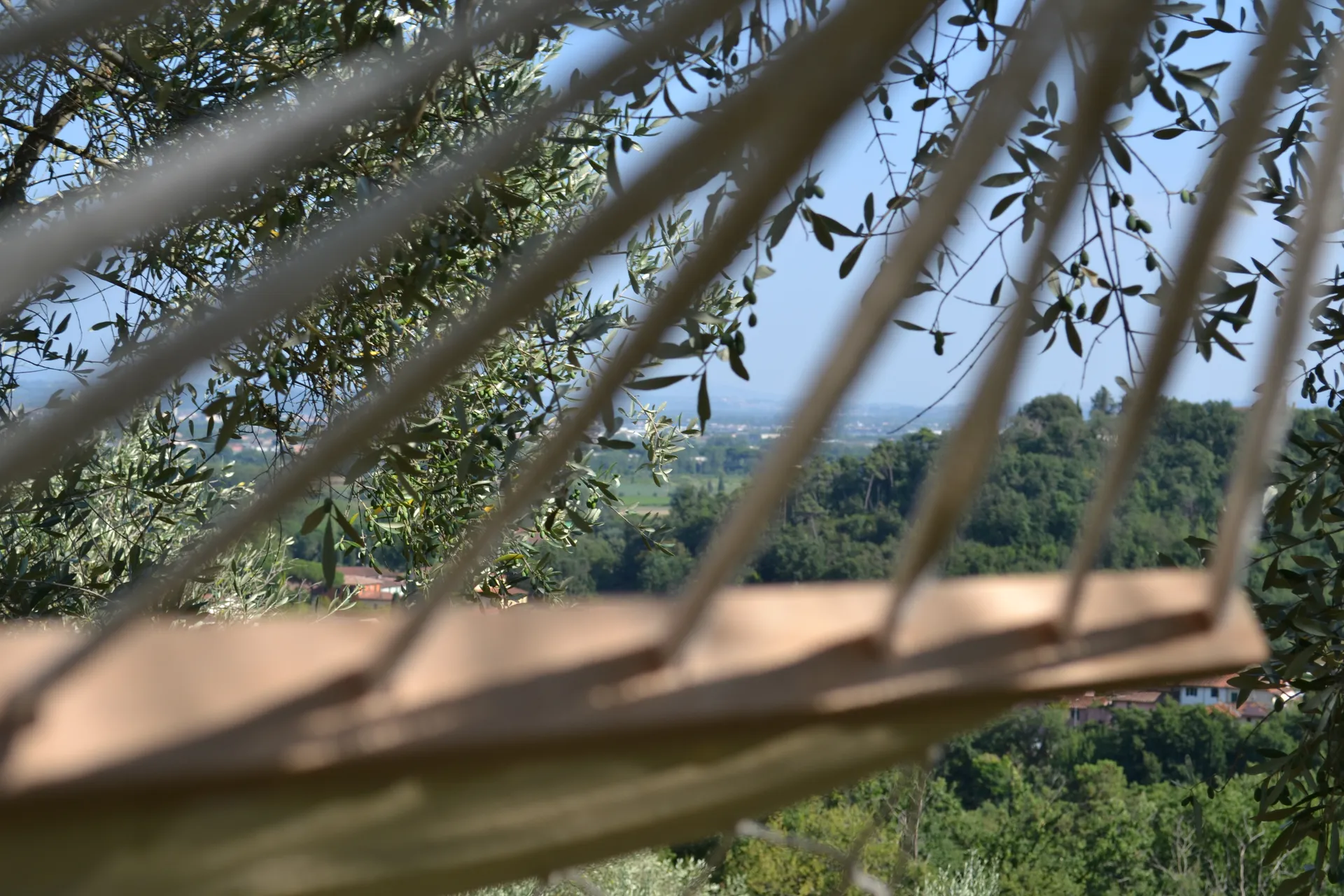 A hammock strung between olive trees at Casale Eleo