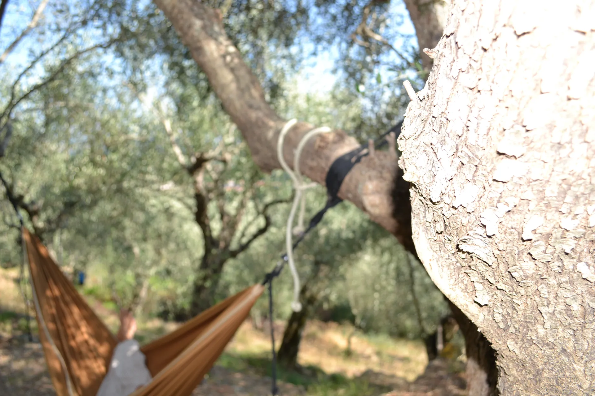 Loungers under the olive trees, looking over the Arno plain