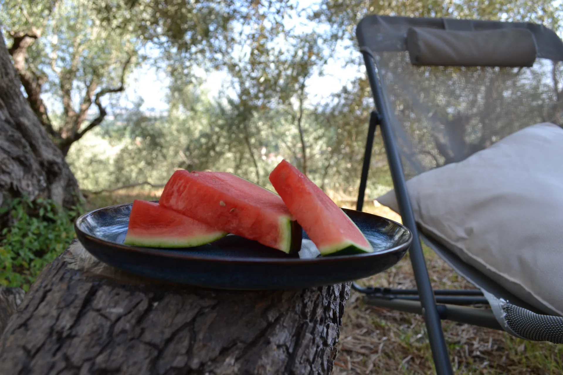Loungers under the olive trees, looking over the Arno plain