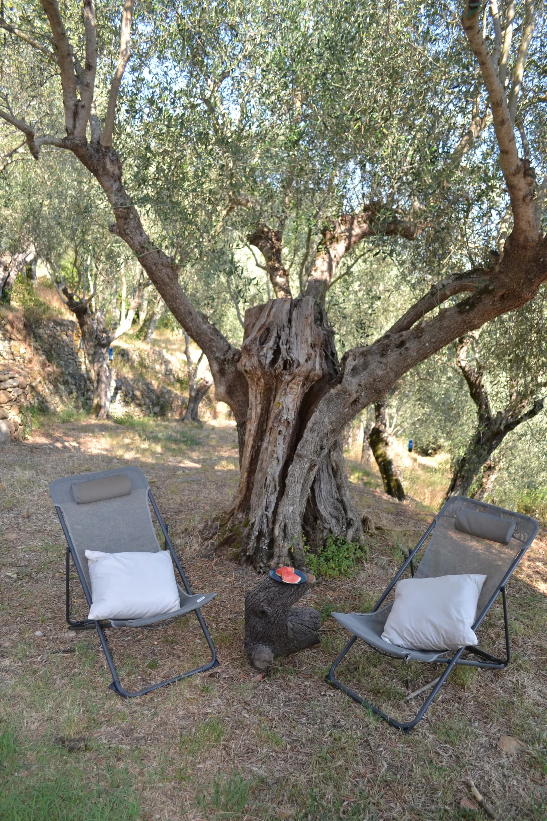 The terraced olive grove around Casale Eleo